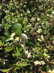 Melicope ×mantellii