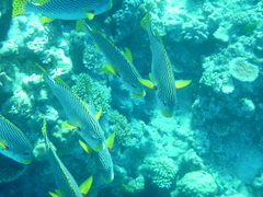 Plectorhinchus lineatus