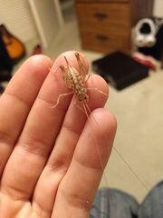 Ceuthophilus variegatus