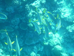 Plectorhinchus lineatus