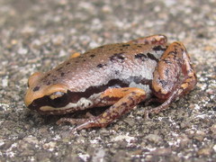 Micryletta