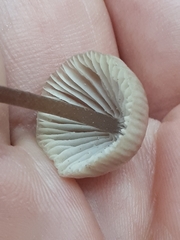 Mycena metata