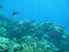 Abudefduf whitleyi