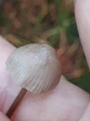 Mycena metata