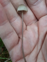 Mycena metata