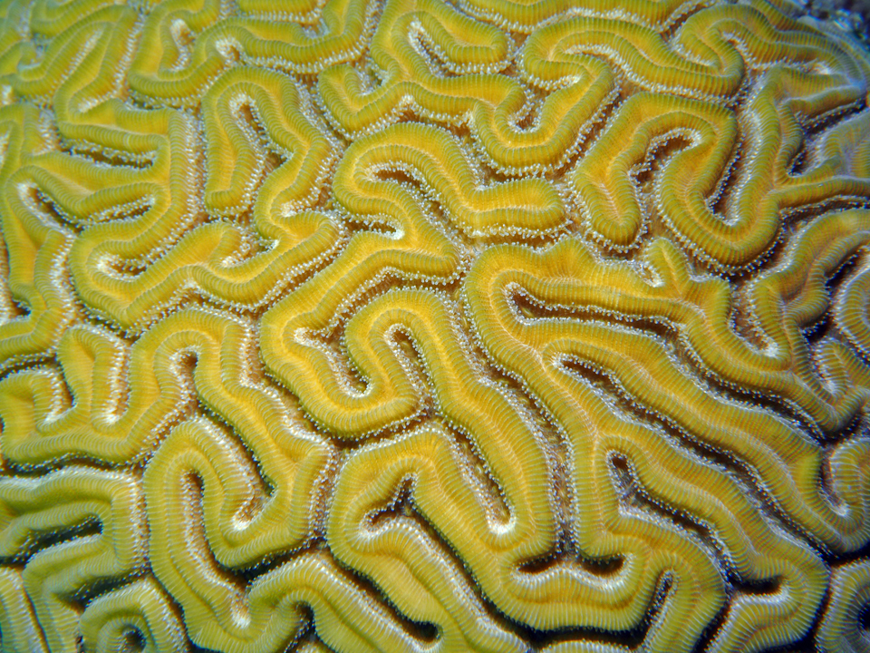 Grooved Brain Coral