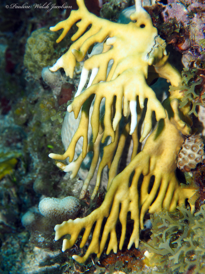 Photo of Branching fire coral (Millepora alcicornis)