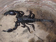 Heterometrus laoticus