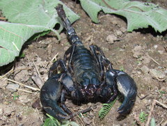 Heterometrus laoticus