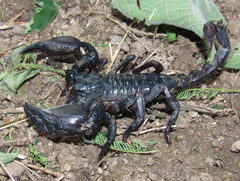 Heterometrus laoticus