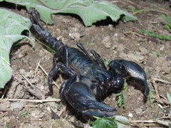 Heterometrus laoticus