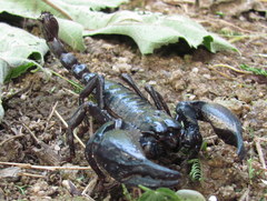 Heterometrus laoticus
