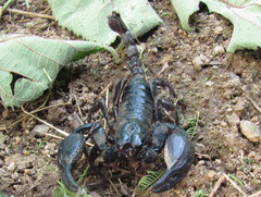 Heterometrus laoticus