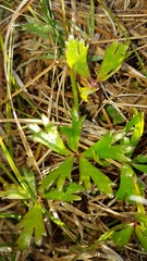 Ranunculus macropus