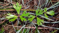 Ranunculus macropus