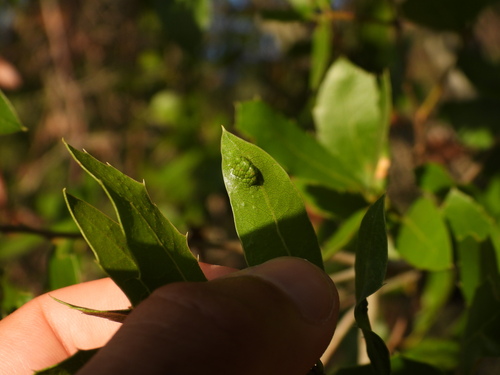 Dryomyia cocciferae