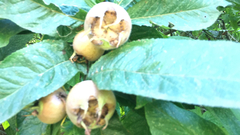 Crataegus germanica