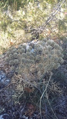 Seseli gummiferum