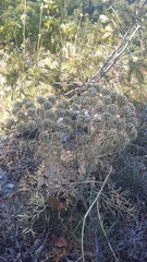 Seseli gummiferum