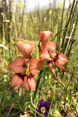 Gladiolus meliusculus