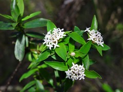 Pimelea longifolia