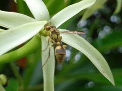 Ropalidia ornaticeps