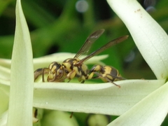 Ropalidia ornaticeps