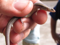 Subdoluseps bowringii