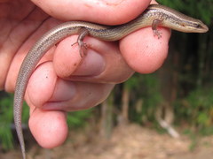 Subdoluseps bowringii