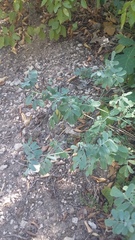 Coronilla coronata