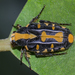 Yellow Marking Flower Beetle - Photo (c) Vijay Anand Ismavel, some rights reserved (CC BY-NC-SA)
