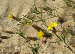 Leysera tenella