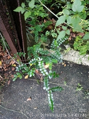 Zanthoxylum beecheyanum