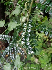 Zanthoxylum beecheyanum