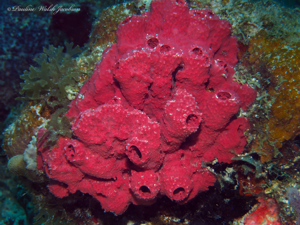 Strawberry Sponge