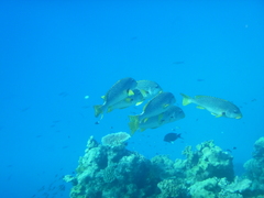 Plectorhinchus lineatus