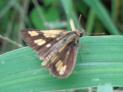 Ampittia dioscorides