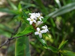 Pimelea longifolia