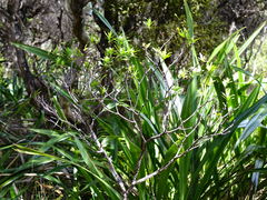 Pimelea longifolia