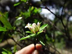 Pimelea longifolia