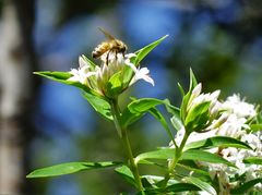Pimelea longifolia