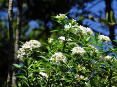 Pimelea longifolia