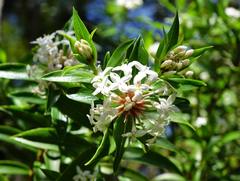 Pimelea longifolia