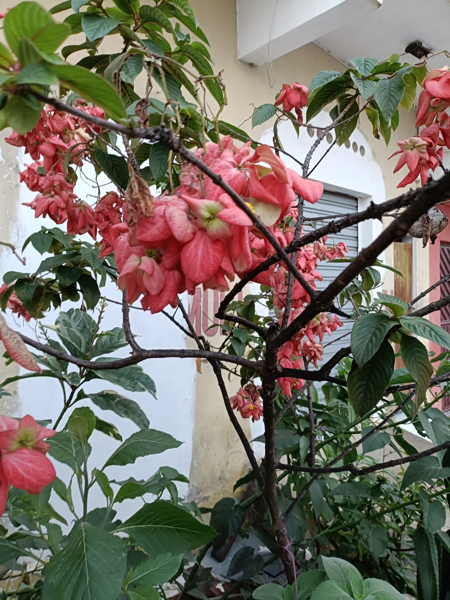 Mussaenda philippica