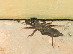 Thelyphonus sepiaris