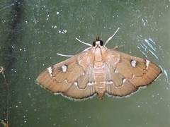 Protonoceras capitalis