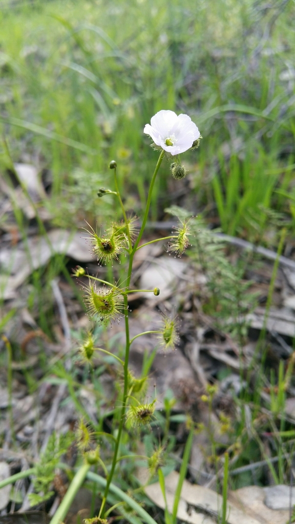 Drosera gunniana (Planch.) de Salas