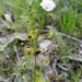 Drosera gunniana - Photo (c) Matthew Lincoln, some rights reserved (CC BY-NC), uploaded by Matthew Lincoln