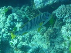 Plectorhinchus lineatus
