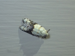 Tracholena sulfurosa